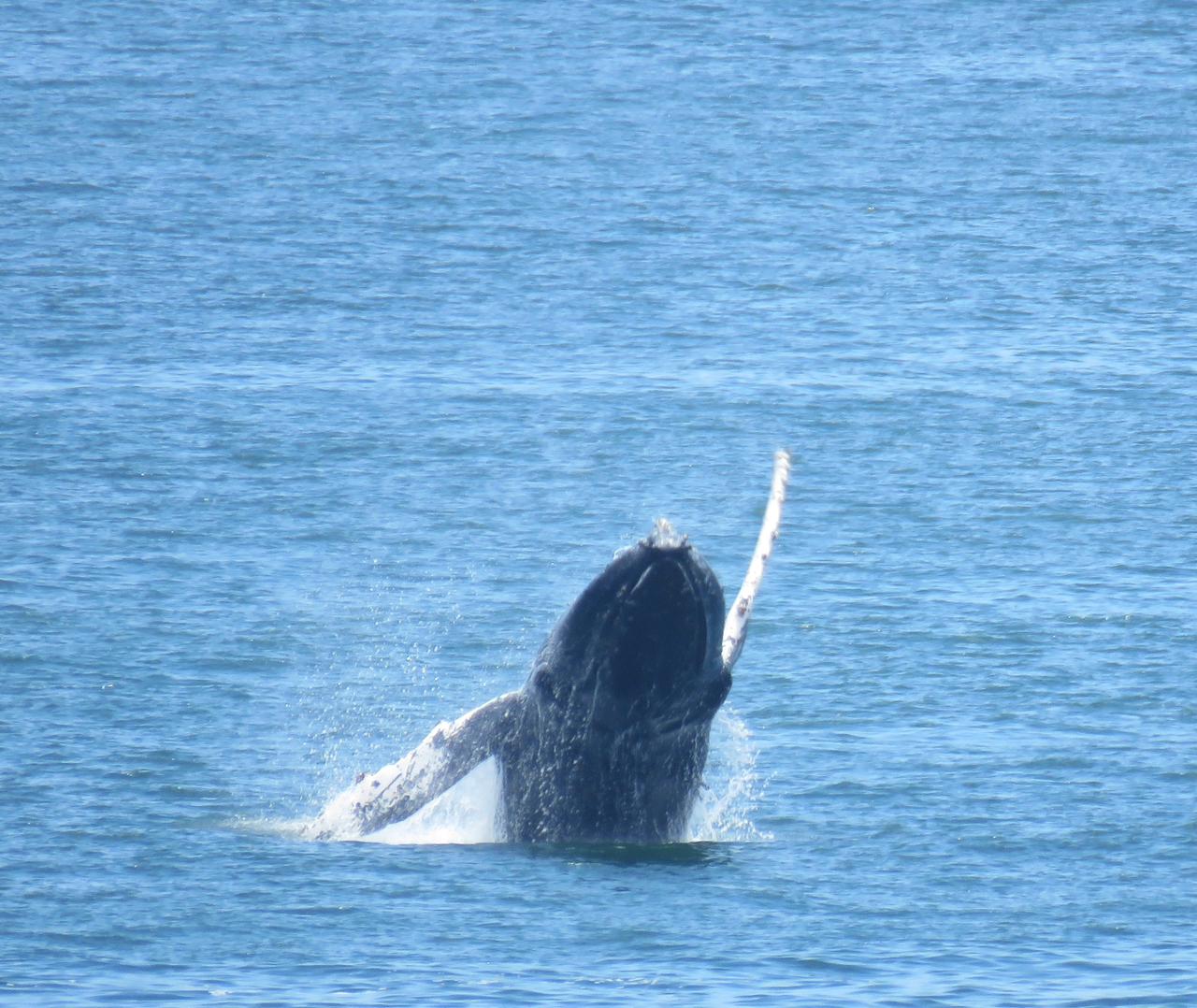 Actividades y tours en la Reserva Marina de Punta de Choros
