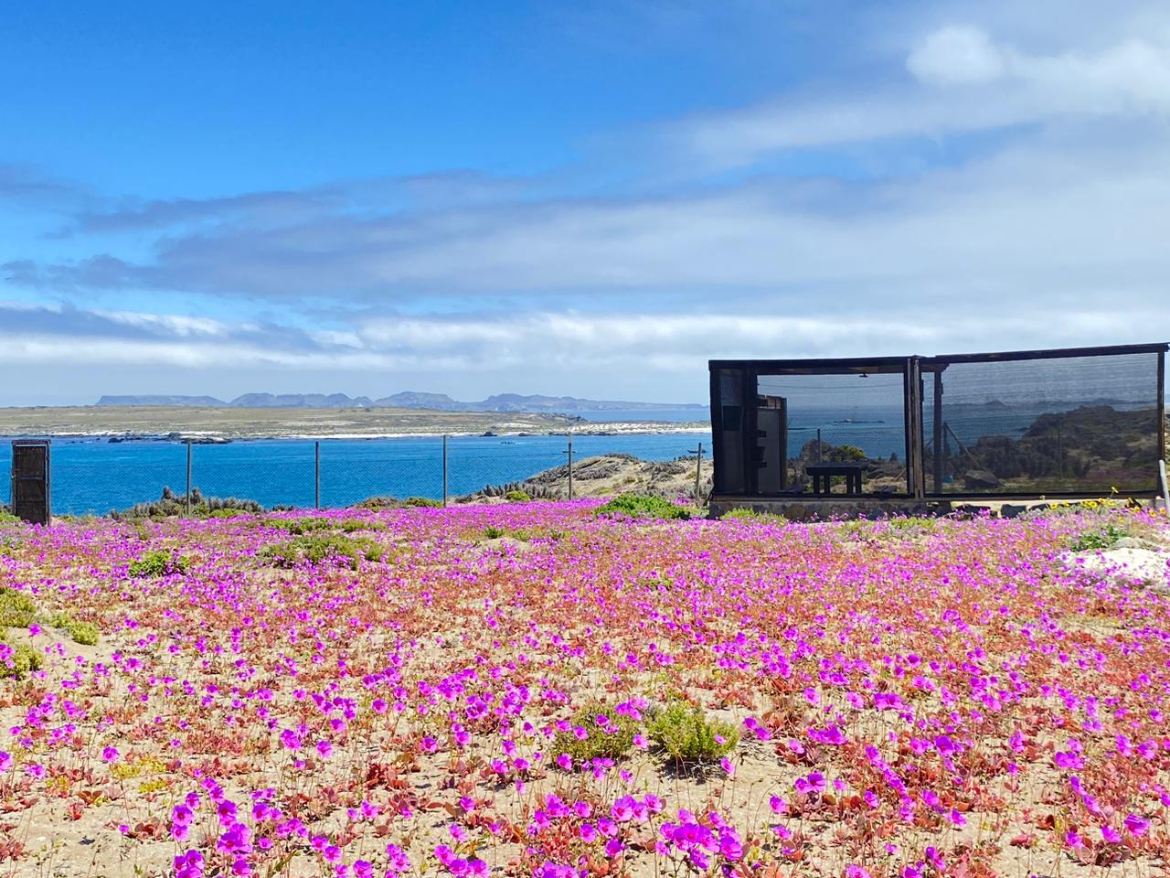 Vista a la Reserva Nacional Pingüino de Humboldt desde Punta Lodge